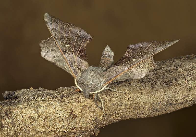 1600 (yes) Poplar Hawk @27 images.jpg - 1D4 +100+1227 stack